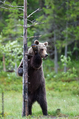 Brown bear stands on its hind legs by a tree. Scientific name: Ursus arctos. Natural habitat. Summer season