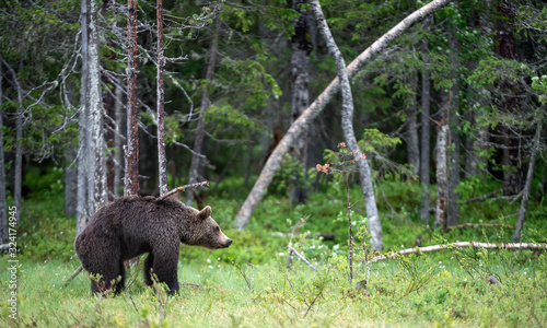 The bear scratched. Brown bear in the summer forest. Green forest natural background. Scientific name: Ursus arctos. Natural habitat. Summer season. © Uryadnikov Sergey