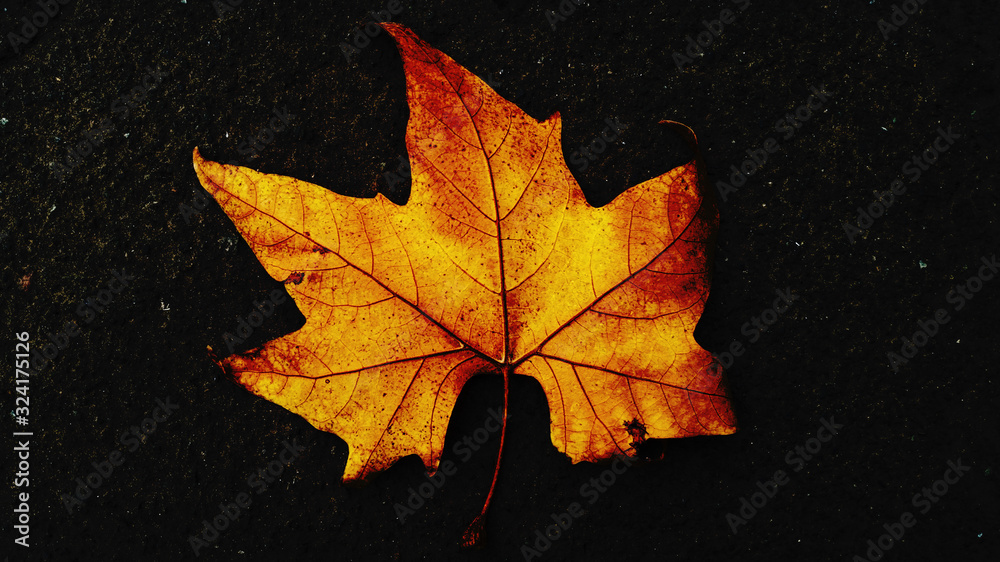 Autumn leaf Autumn leaf