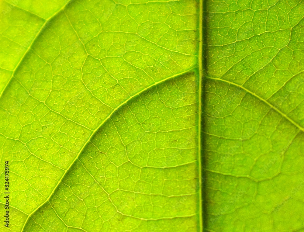 A closeup of the veines of a leaf 