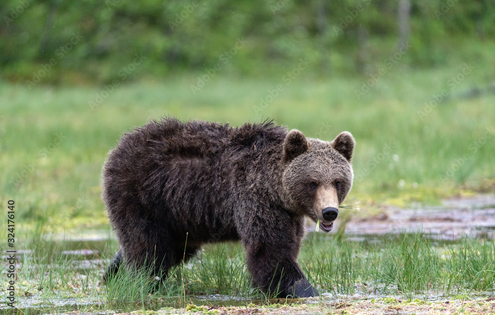 Brown bear walking on the swamp in the summer forest. Scientific name: Ursus arctos. Natural habitat. Brown bear walking on the swamp in the summer forest. Scientific name: Ursus arctos. Natural habitat.