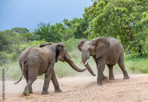 Two African elephants face off in a dry river bed in the wilderness image in horizontal format