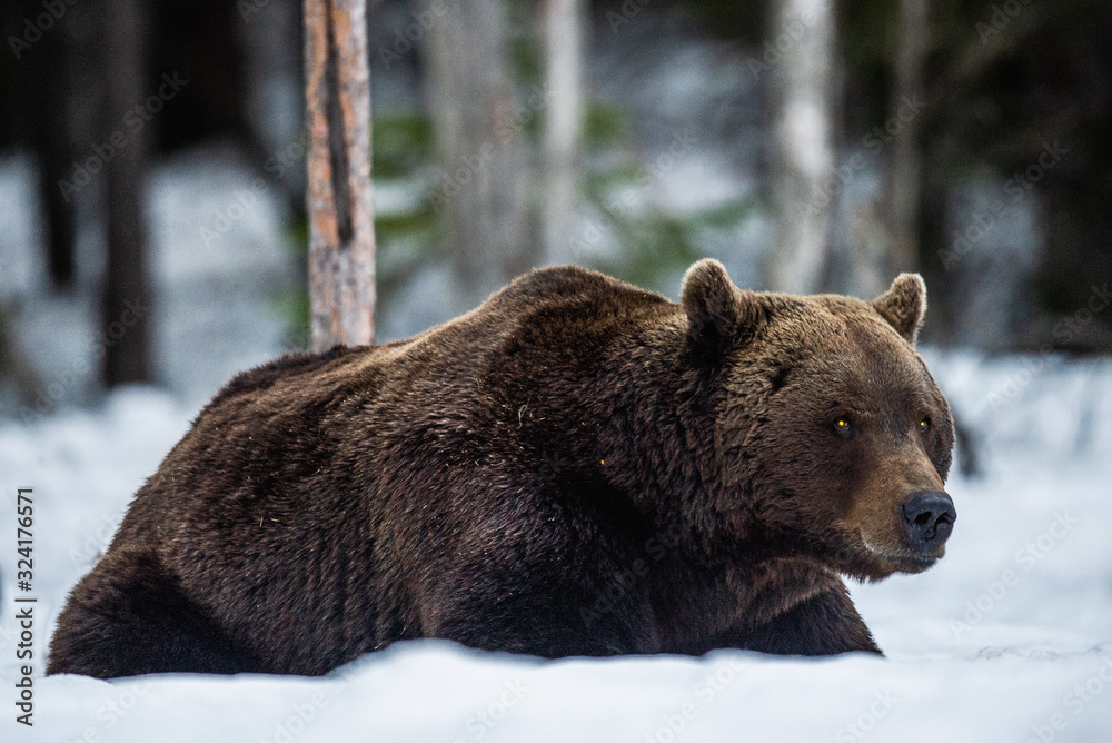 Adult male of Brown Bear lies in the snow in winter forest at night twilight. Big Adult Male of Brown bear, Scientific name: Ursus Arctos. Natural Habitat. Adult male of Brown Bear lies in the snow in winter forest at night twilight. Big Adult Male of Brown bear, Scientific name: Ursus Arctos. Natural Habitat.