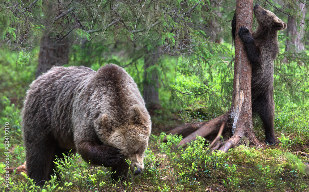 The bear scratched. Brown bear in the summer forest. Green forest natural background. Scientific name: Ursus arctos. Natural habitat. Summer season. The bear scratched. Brown bear in the summer forest. Green forest natural background. Scientific name: Ursus arctos. Natural habitat. Summer season.