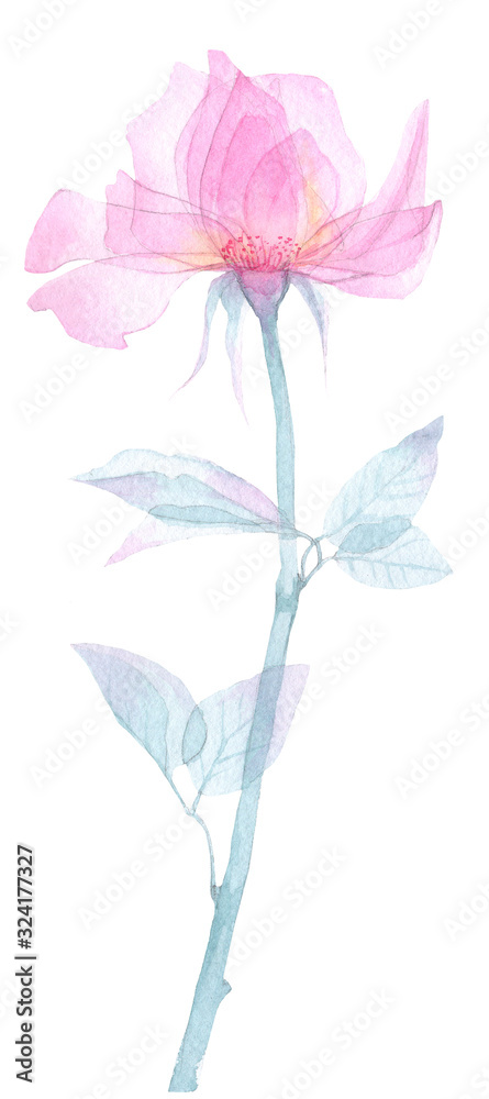 Transparent flowers of soft pink color drawn by hand in watercolor, isolated on a white background, drawing x-ray of flowers Delicate spring petals, pistils, stamens Botanical drawing flower structure