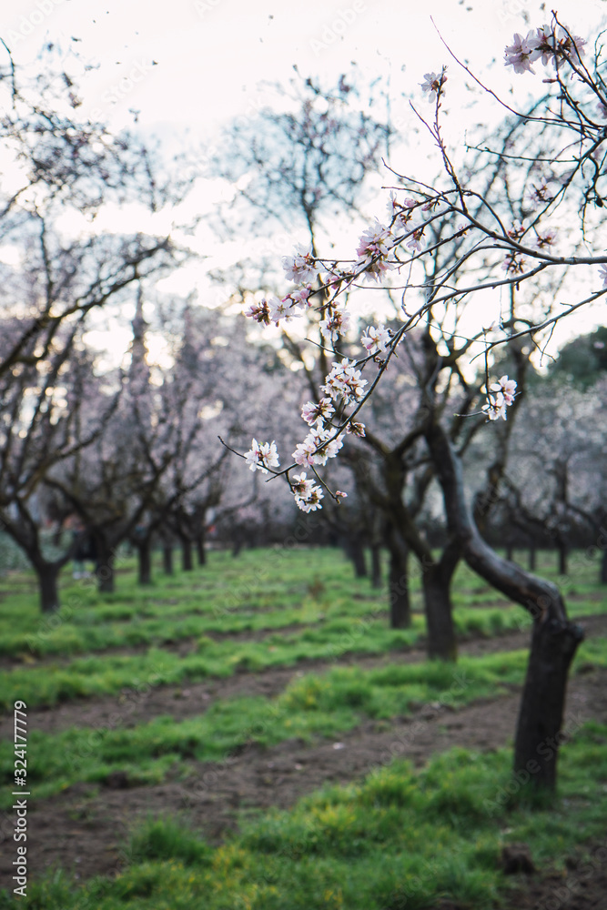 Flowering almond trees in February Flowering almond trees in February