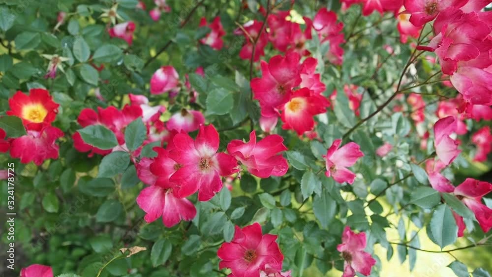 Bunch of beautiful blooming flowers of red rose (COCKTEIL - Meilland 1957) in botanical garden in HD VIDEO. Illuminated by soft daylight. Close-up. Bunch of beautiful blooming flowers of red rose (COCKTEIL - Meilland 1957) in botanical garden in HD VIDEO. Illuminated by soft daylight. Close-up.