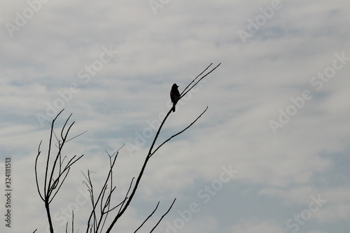 one Red Vented Bulbul bird or one bird sitting on the tree or tree branch on the morning with white background photo