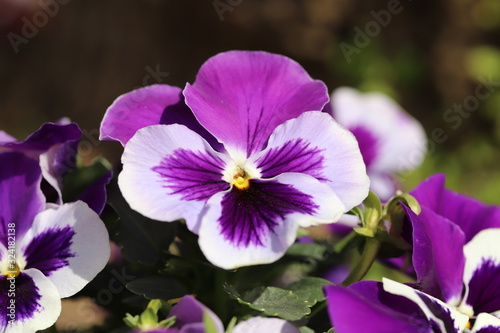 紫色と白色のパンジーの花