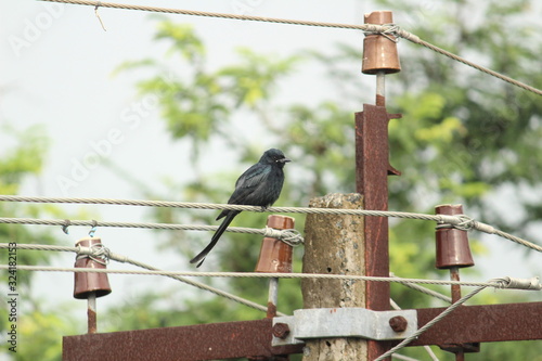 Black Drongo bird with two tails sitting on electric line or electric post on the morning photo