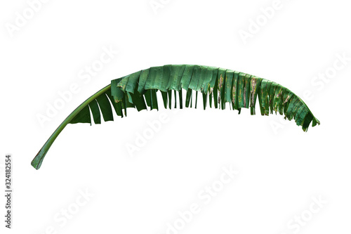 dark Green banana leaves placed on a white background  clipping path included  can be used as background and wallpaper