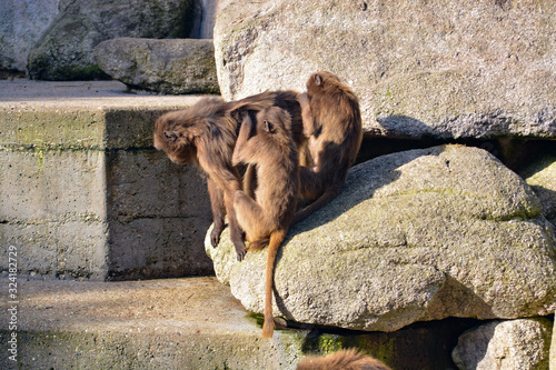 Cute young monkeys enjoy their life in the sun of South Germany, Stuttgart photo