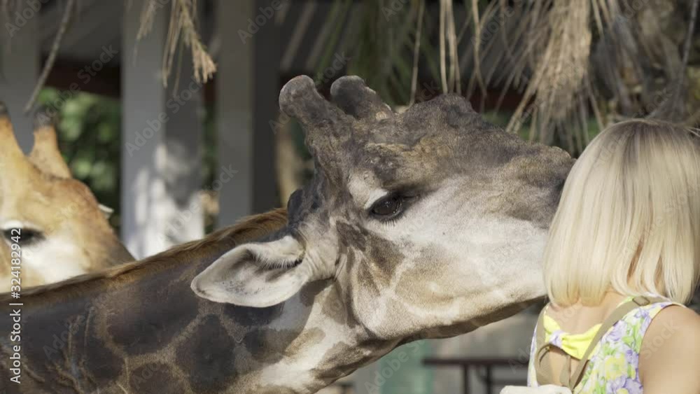 Giraffe is interested in tourists at the zoo. Giraffe is an African artiodactyla mammal, the tallest living terrestrial animal and the largest ruminant. Giraffe is interested in tourists at the zoo. Giraffe is an African artiodactyla mammal, the tallest living terrestrial animal and the largest ruminant.