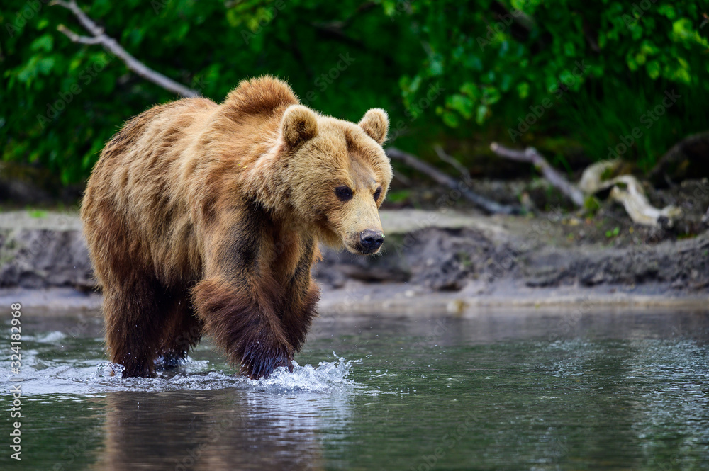 Fototapeta premium Ruling the landscape, brown bears of Kamchatka (Ursus arctos beringianus)