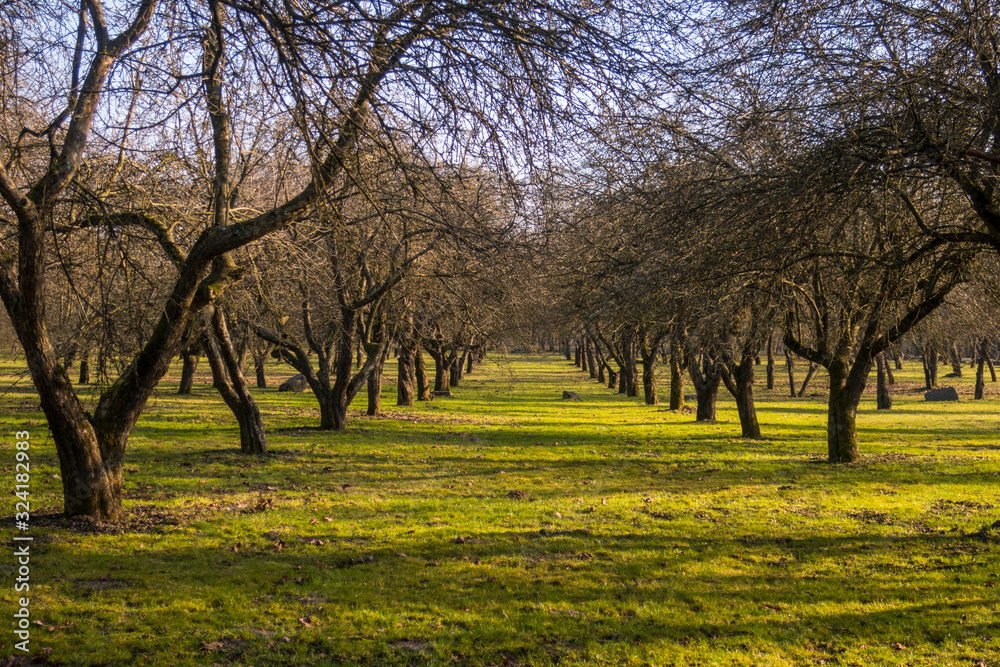 Naked trees in park outdoor lane as spring landscape Naked trees in park outdoor lane as spring landscape