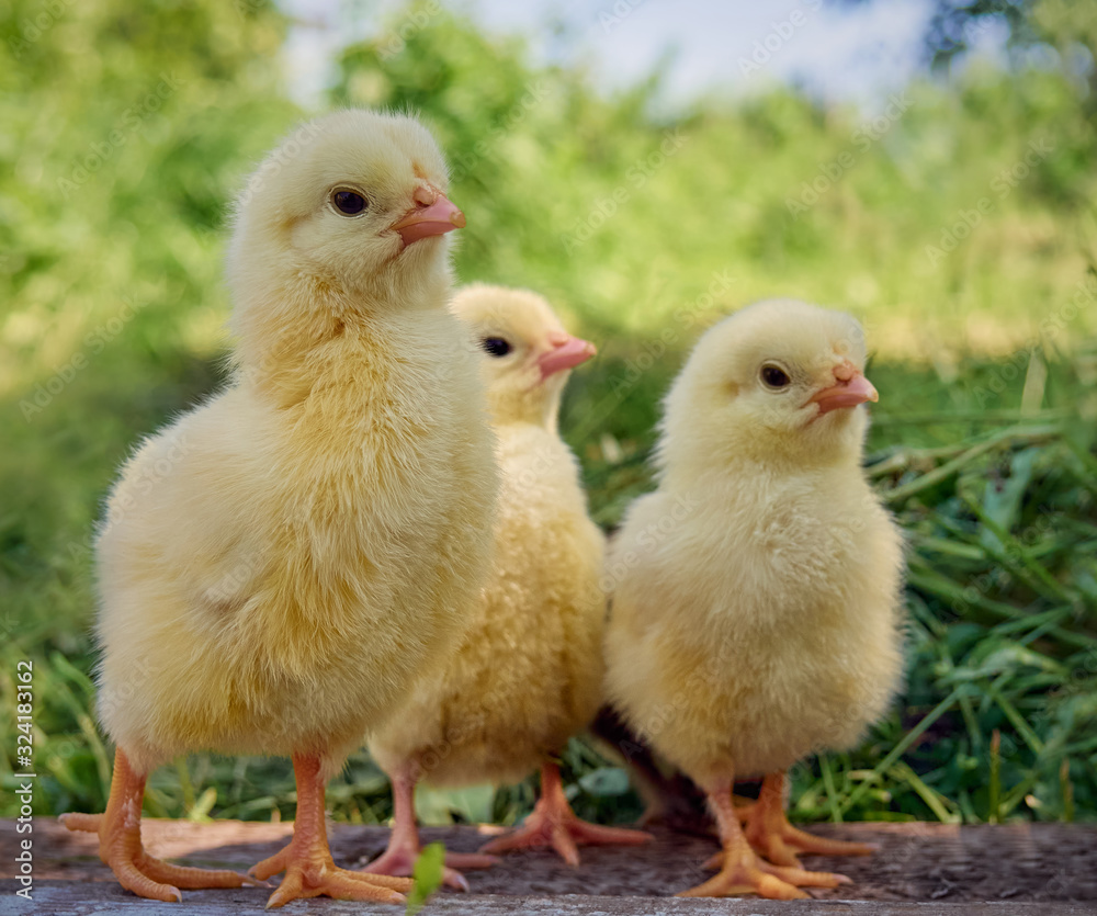 Yellow chickens on a natural background. Yellow chickens on a natural background.