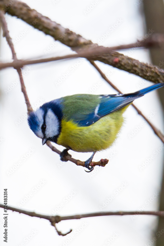 Obraz premium blue tit on a branch near the bird feeder