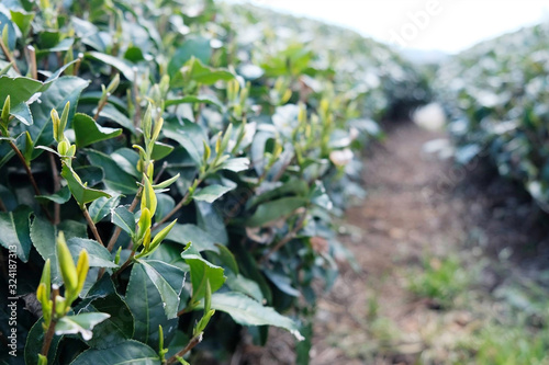 Fresh sprout of the organic green tea plant during spring time at Fujieda, Japan. They are ready to get harvested.