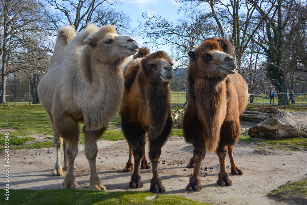 Obraz premium Three camels are in line. Camels at the zoo. named Wilhelma in the South of Germany