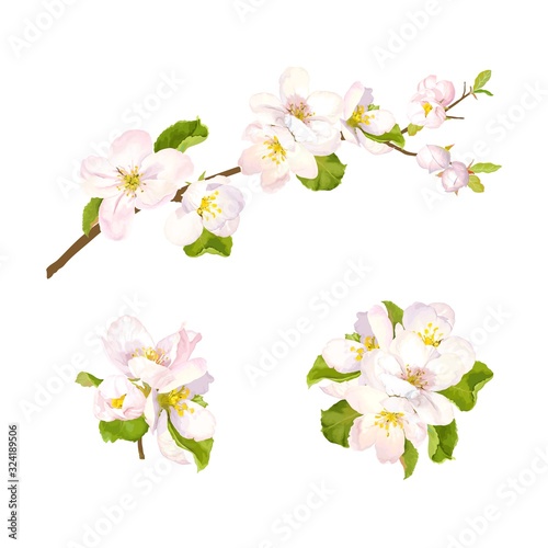 Blooming set of flowering tree branches of apple or pear  flowers and green leaves for your design. Spring illustration  blossom vector decoration  isolated image.