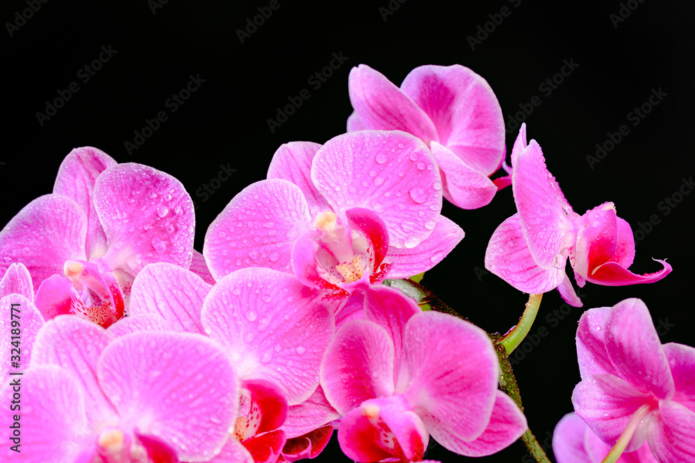 Pink orchid close up view on black background. - Image Pink orchid close up view on black background. - Image