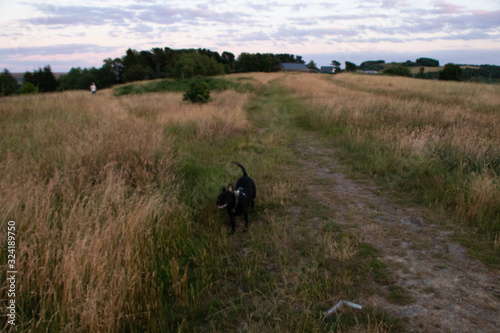 Staffordshire Bull Terrier © Kyran