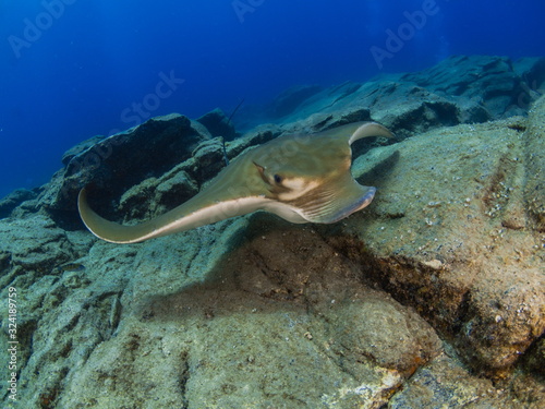 Underwater picture of an eagle ray  Pteromylaeus bovinus  swimming near the rocky bottom.