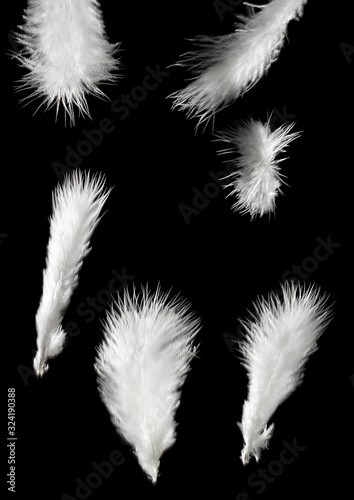 Set of isolated falling white fluffy twirled feathers on black background
