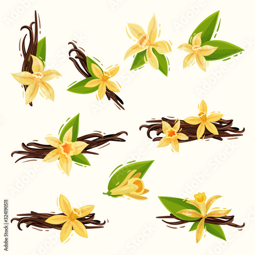 Vanilla Flowers and Pods or Sticks Isolated on White Background Vector Set