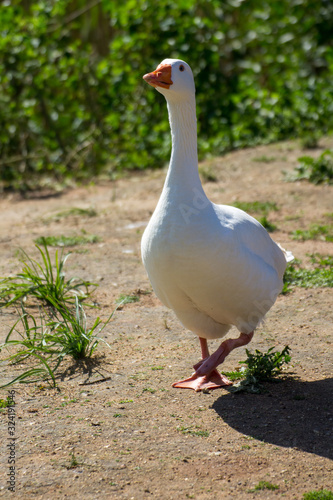 goose on grass