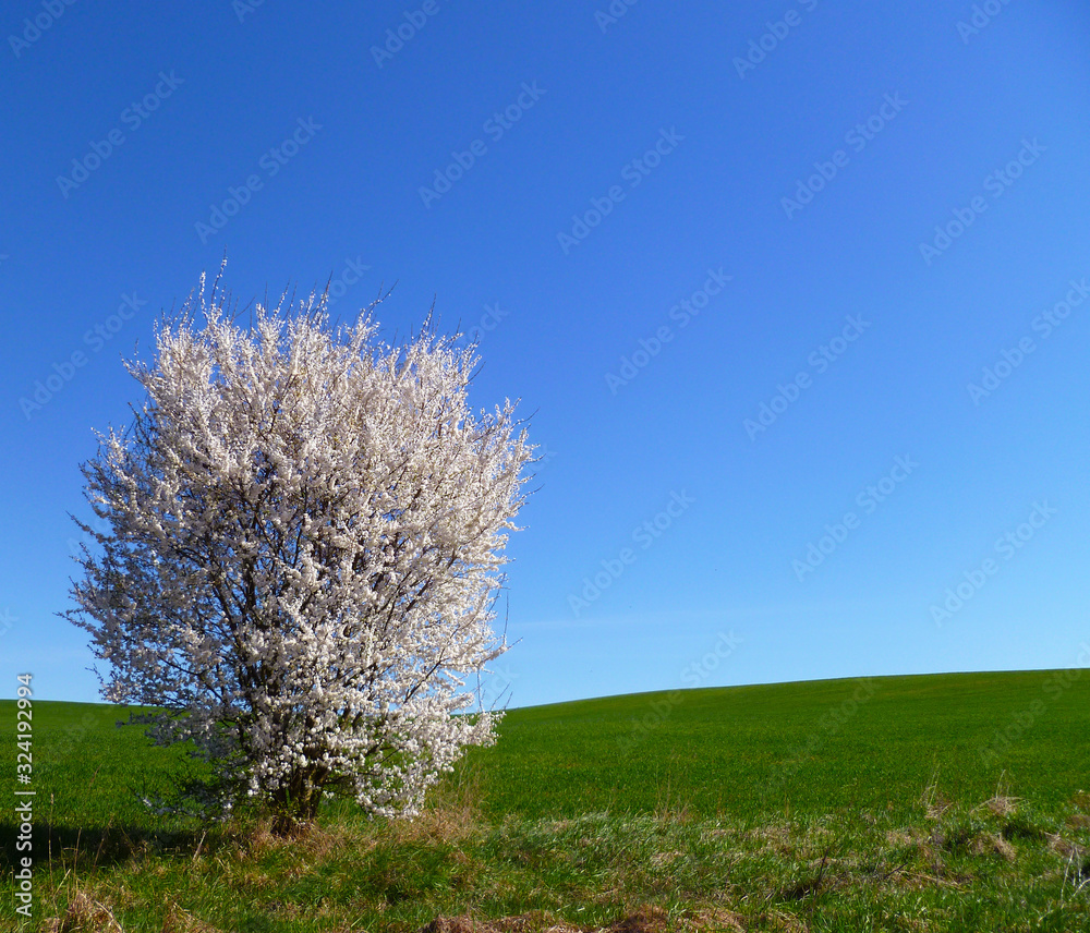 Blooming plum tree in spring. Spring floral nature landscape. Blossoming wild fruit tree, white petal flowers. Blooming plum tree in spring. Spring floral nature landscape. Blossoming wild fruit tree, white petal flowers.