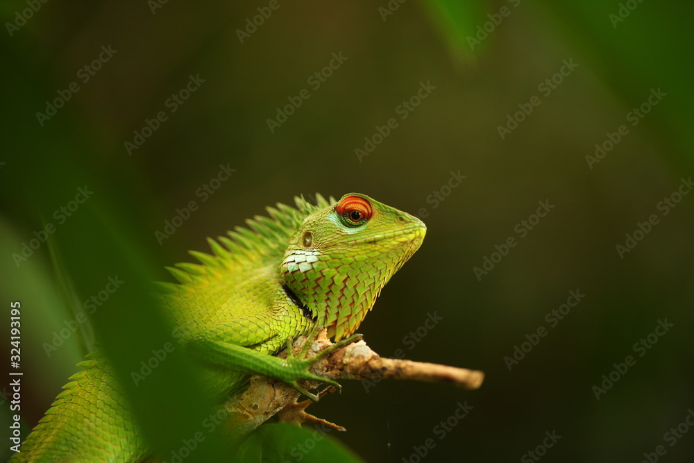 chameleon sitting on a tree branch in a tropical garden chameleon sitting on a tree branch in a tropical garden