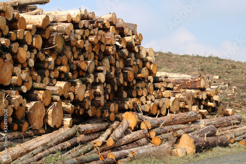 Cuadro en lienzo Pile of wood. Pile of logs in the forest.