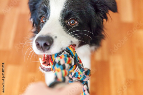 Foto Funny portrait of cute smilling puppy dog border collie holding colourful rope toy in mouth