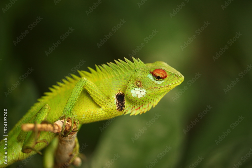 Fototapeta premium chameleon sitting on a tree branch in a tropical garden