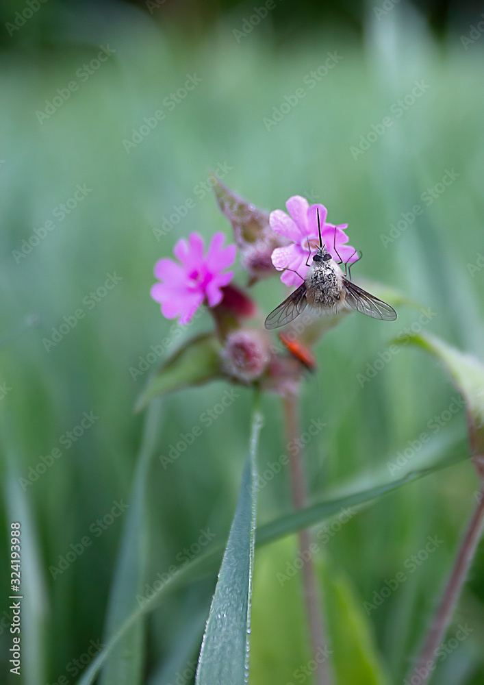 unusual fly and spring flower in morning dew. spring landscape unusual fly and spring flower in morning dew. spring landscape