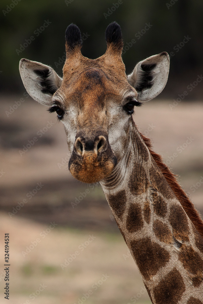 Obraz premium Girafa salvaje en Kruger National Park, Sudafrica