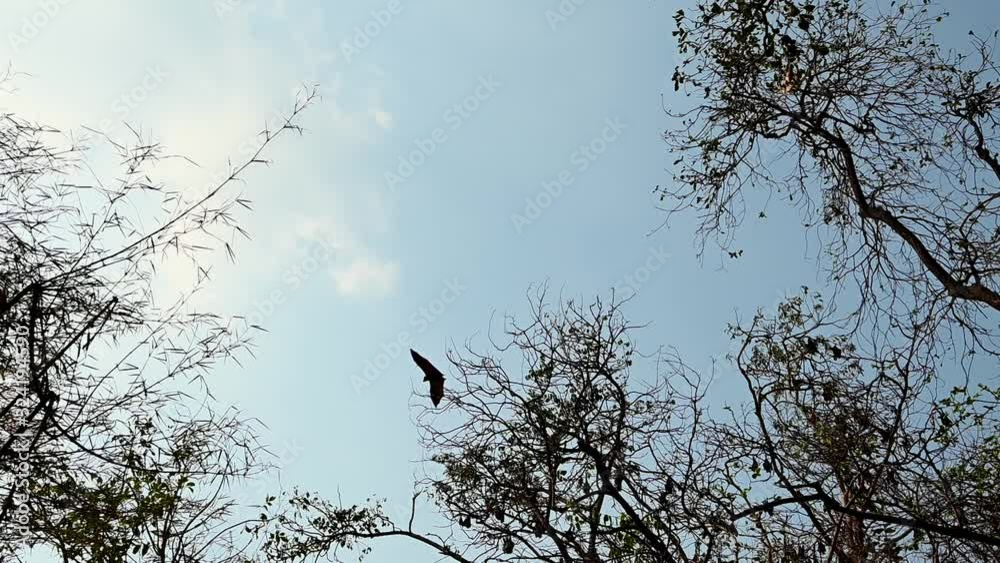 Flying Fox, Pteropus lyleior; flying in from the top right side and flies out of frame at the center bottom side of the frame, silhouette of trees, clouds on the left, and a bluesky. Flying Fox, Pteropus lyleior; flying in from the top right side and flies out of frame at the center bottom side of the frame, silhouette of trees, clouds on the left, and a bluesky.