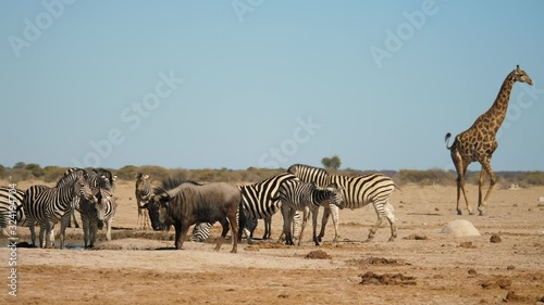 Many animals gathered at water hole and giraffe walks away