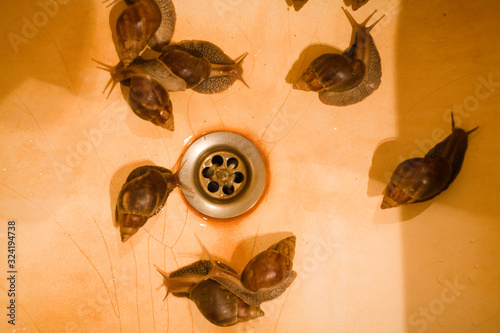 real buth tube sink with rust and lot of big snails, nobody farm concept photo