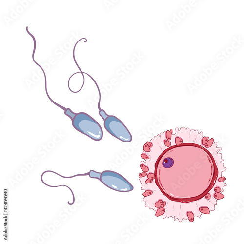 Fertilization process, sperm that runs towards the egg. Vector illustration