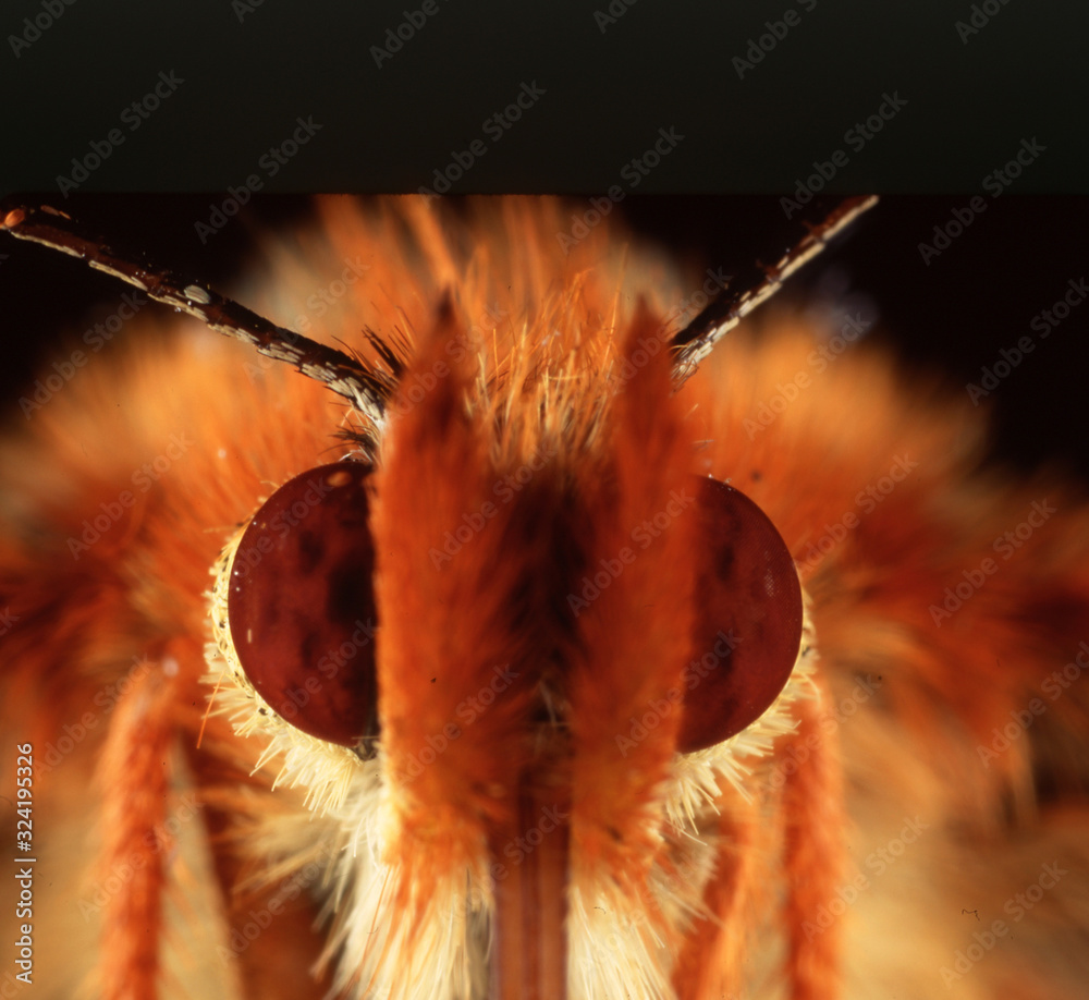 Butterfly eyes detail Stock Photo Adobe Stock