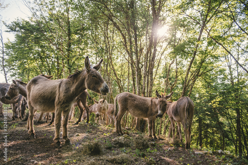 Troupeau d'ane dans les bois Troupeau d'ane dans les bois