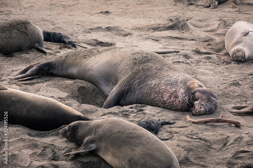Elephant Seals at Piedras Blancas State Park next to the BIg Sur Highway, California, United States. photo