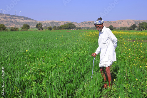 Elderly Indian farmer inspecting his wheat field. Greenery of Indian farms. spring crop