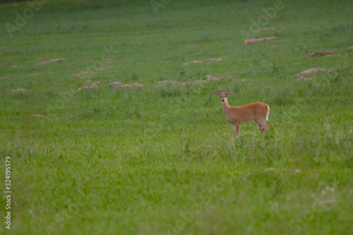 Fototapeta Naklejka Na Ścianę i Meble -  A White-tailed Deer Buck stood in open ground