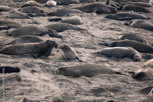 Elephant Seals at Piedras Blancas State Park next to the BIg Sur Highway, California, United States. photo