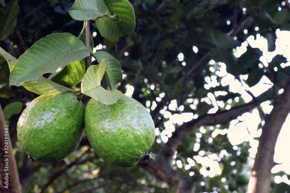 Guava garden. Guava tree. Ripe guava