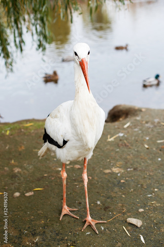 a Stork near the lake. portrait of a stork