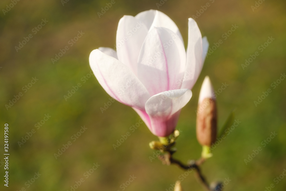 Fototapeta premium Nahaufnahme einer Magnolieblüte